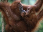 Orangutan