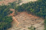 Deforestation near Ketapang