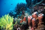 Bunaken