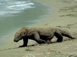 Komodo dragon on the beach