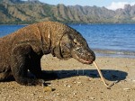 Komodo Dragon Tongue