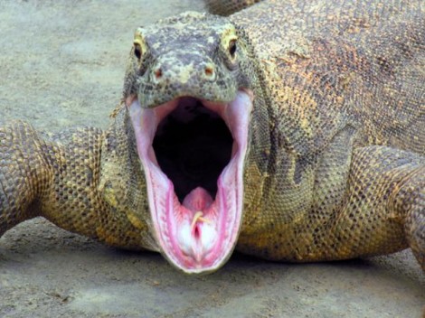 Komodo Dragon Mouth