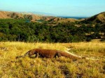 Komodo Prehistoric Animal