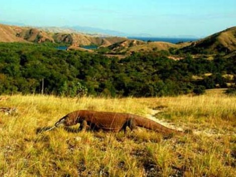 Komodo Prehistoric Animal